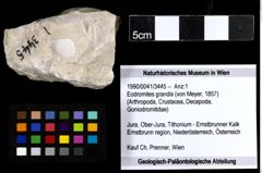 Foto (Objekt + Etiketten) von Eodromites grandis (von Meyer, 1857) 